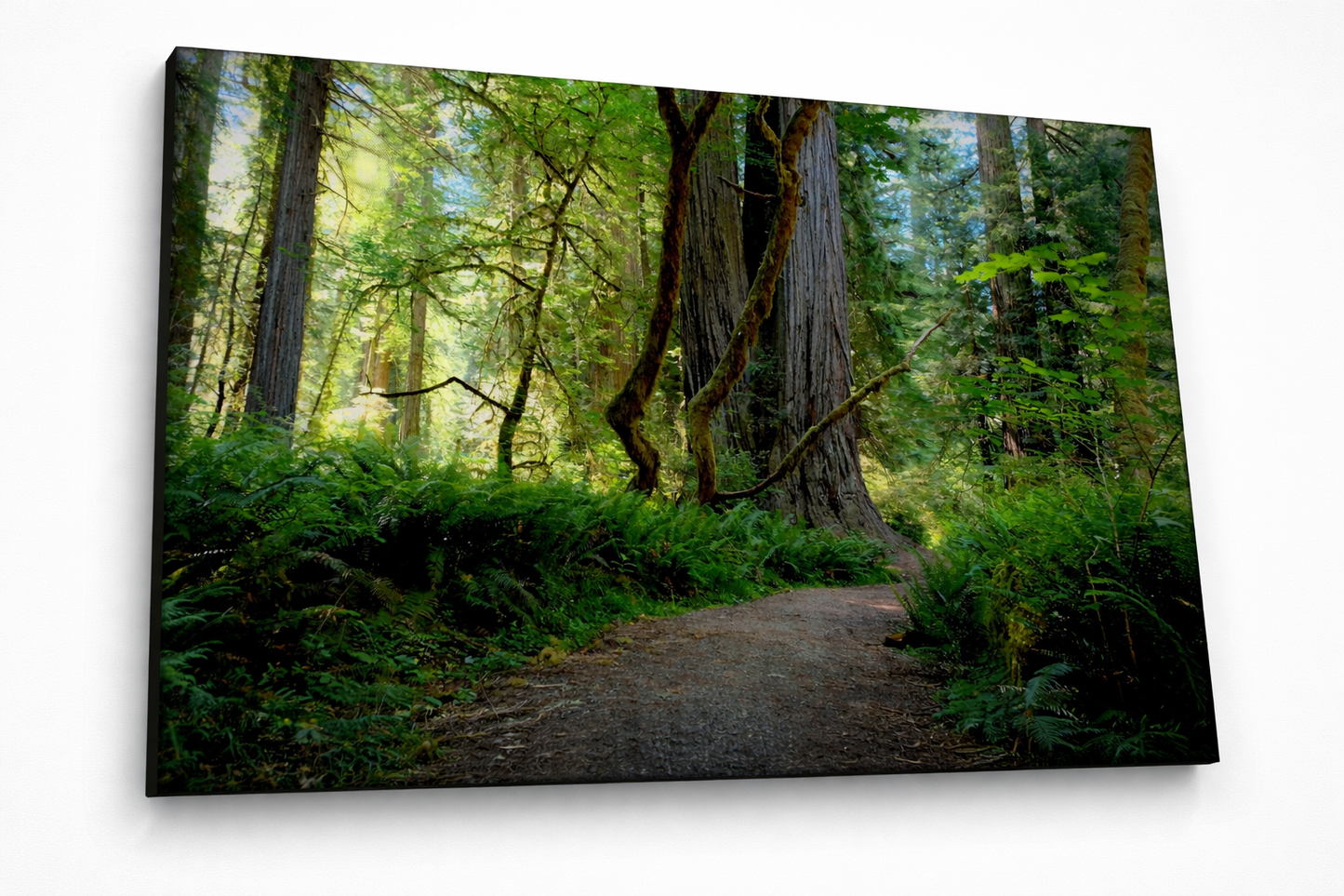 Big Tree - 24 x 36" Canvas Print