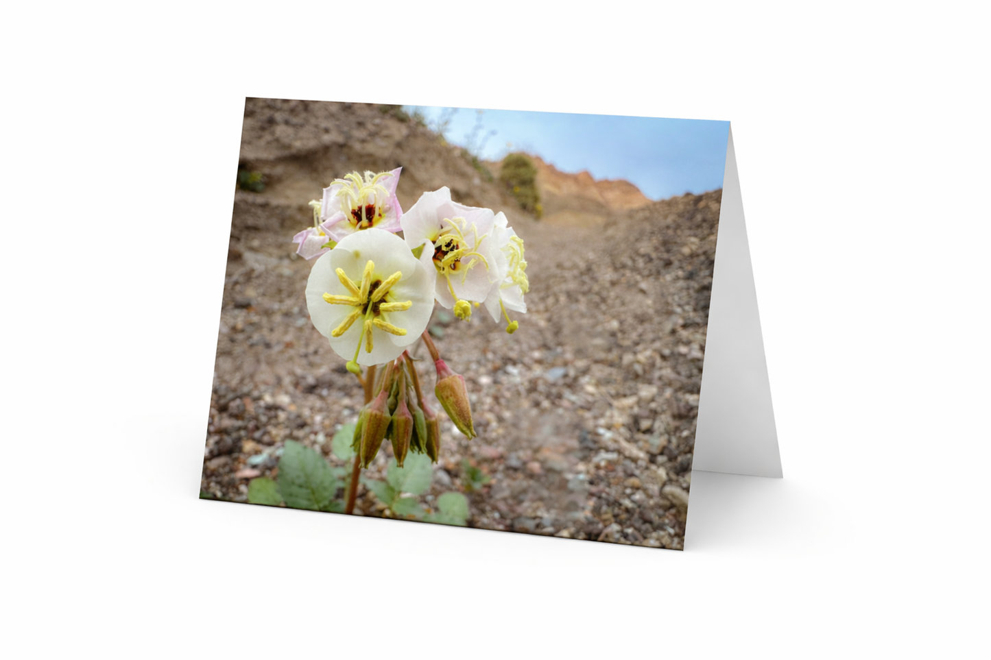 Notecards from Death Valley