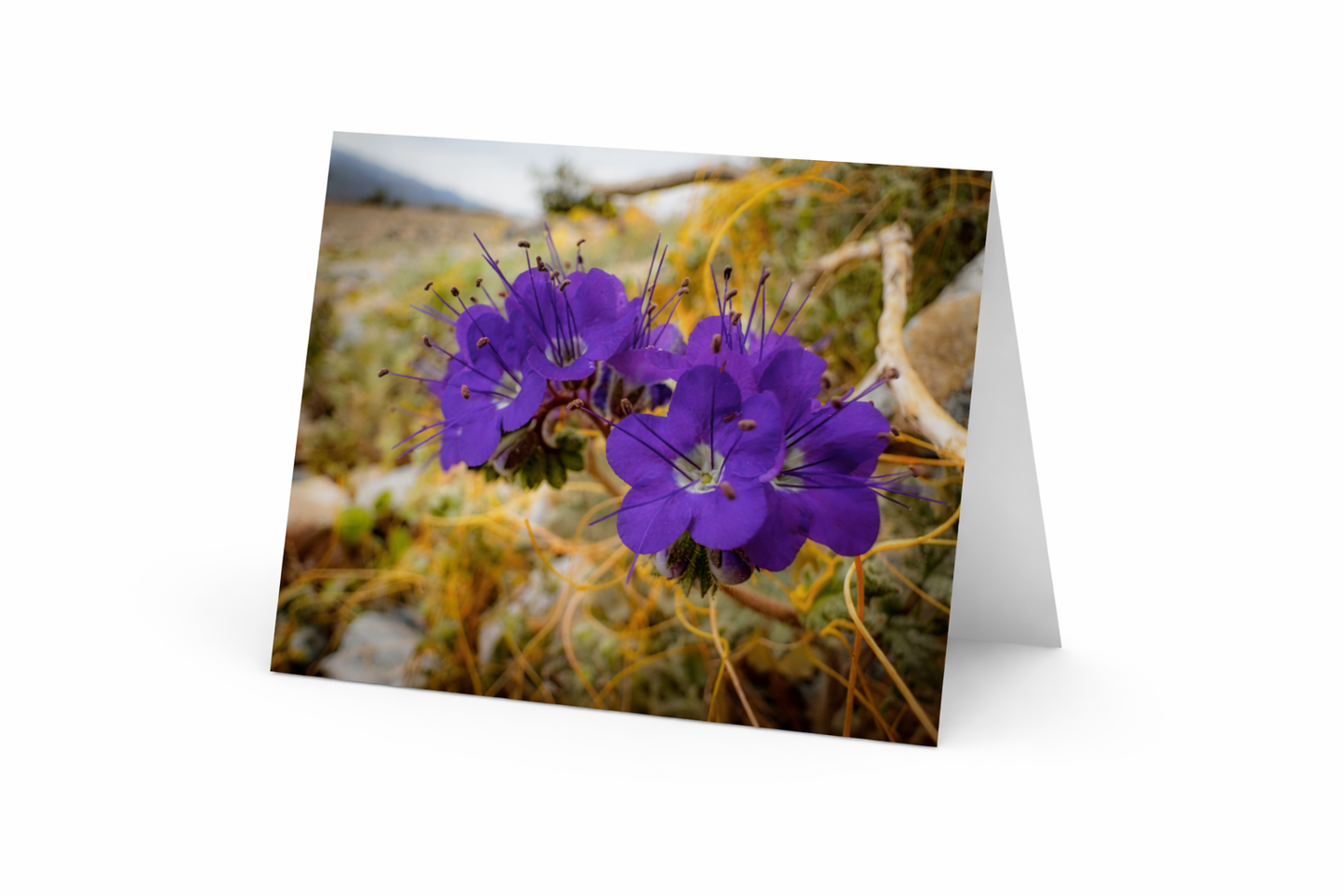 Notecards from Death Valley