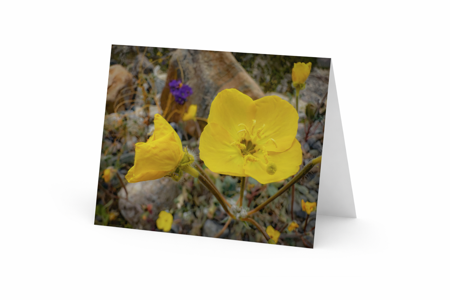Notecards from Death Valley
