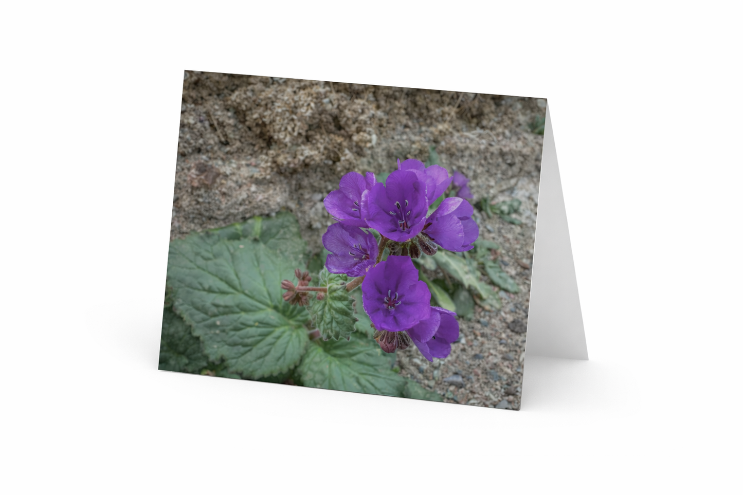 Notecards from Death Valley