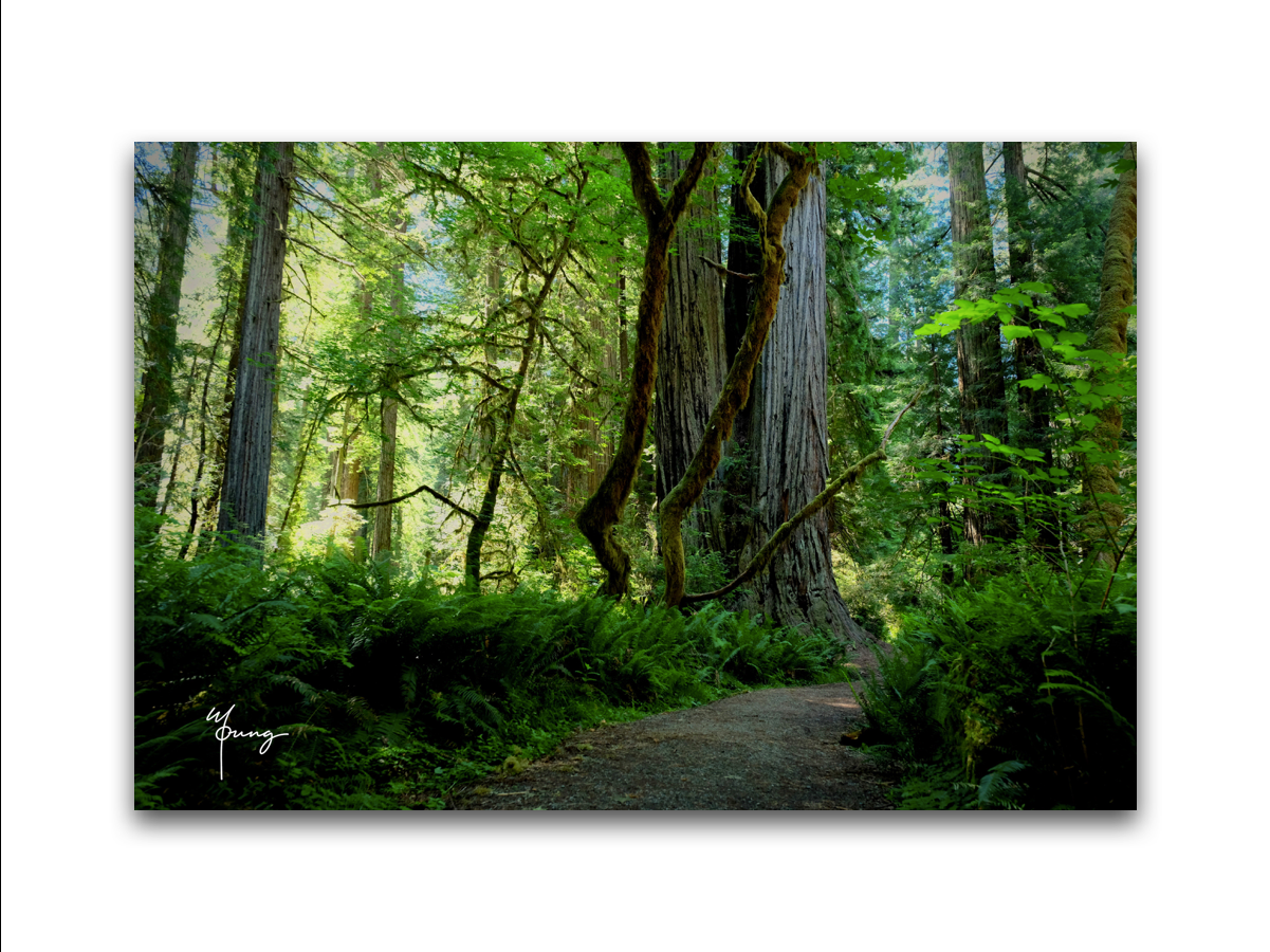 Postcards - Central Coast Collection